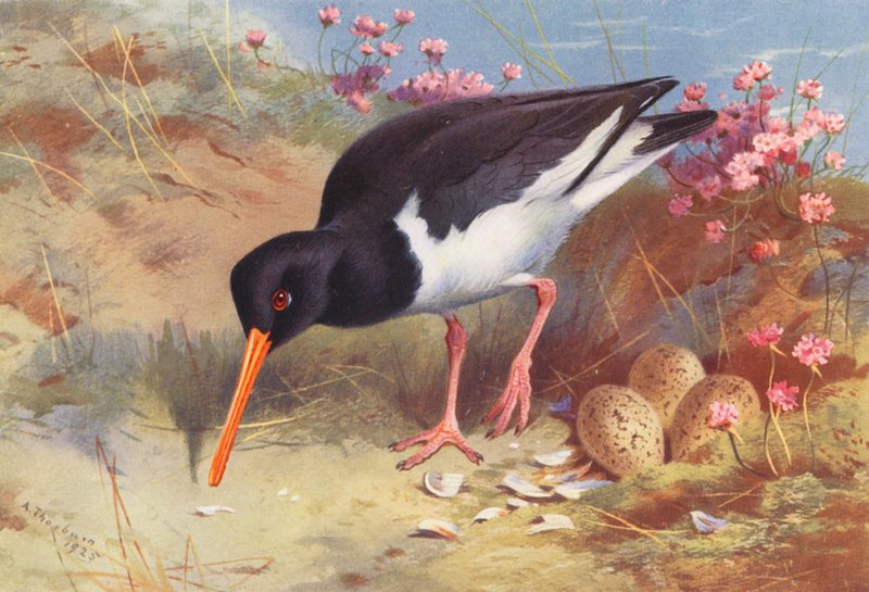 Huîtrier Pie - Archibald Thorburn