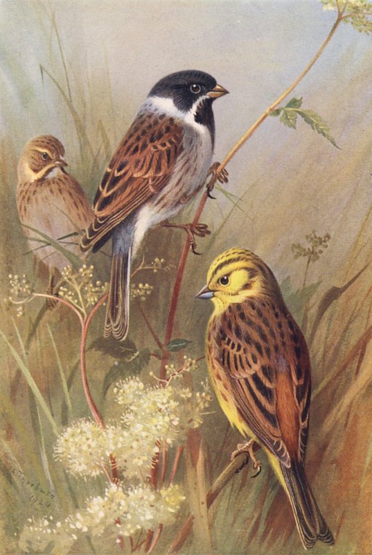 Bruant des roseaux (mâle et femelle), Bruant jaune - Archibald Thorburn