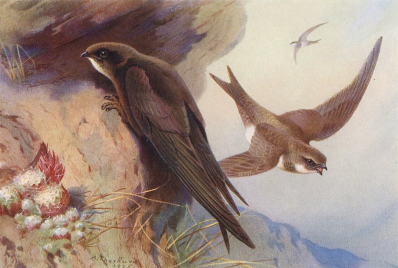 Martinet, martinet alpin - Archibald Thorburn