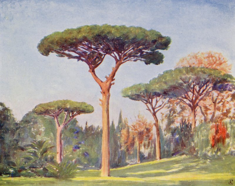 Pins rocheux, Villa Floridiana - Augustine Fitzgerald