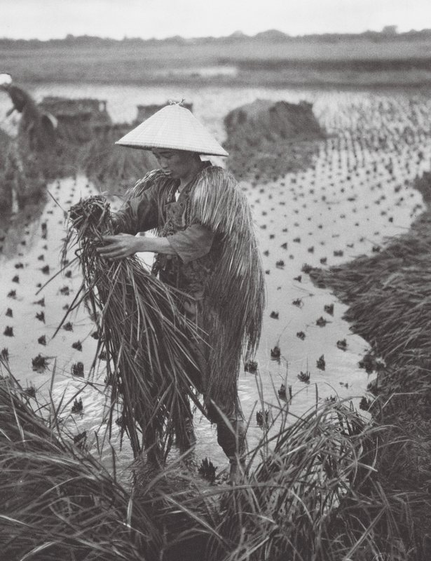 Japon : Récolte de riz près de Niigata - Axel von Graefe