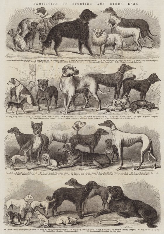 Exposition de chiens de chasse et autres - B. Clayton