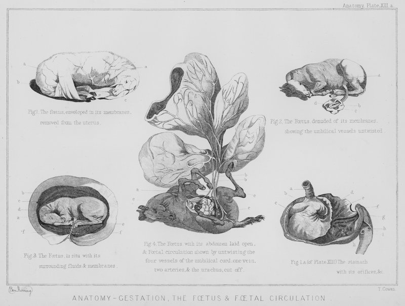 Anatomie, gestation, le fœtus et la circulation fœtale - Benjamin Herring