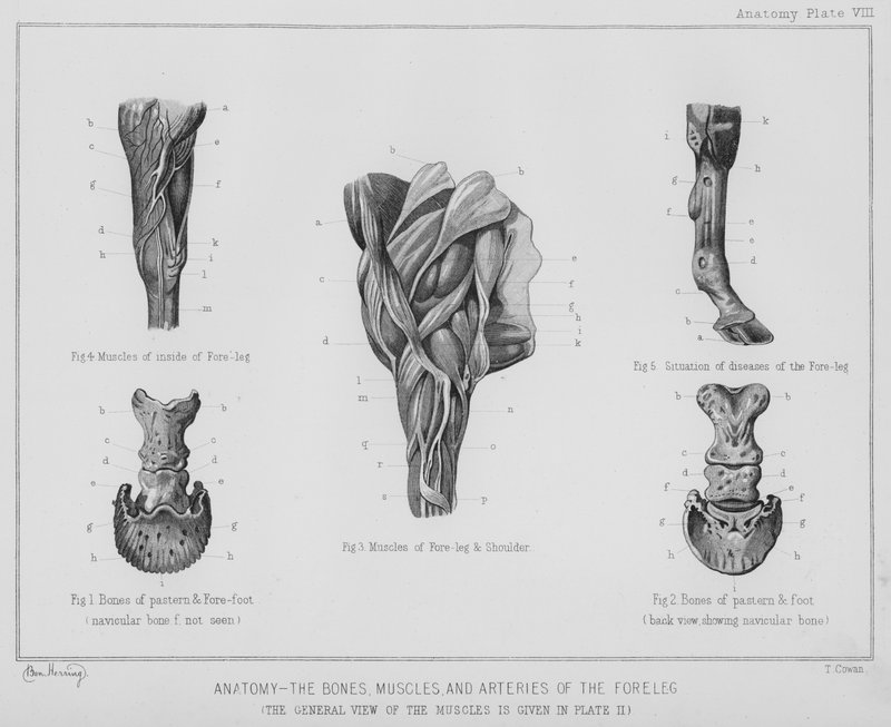 Anatomie, os, muscles et artères de la jambe antérieure - Benjamin Herring
