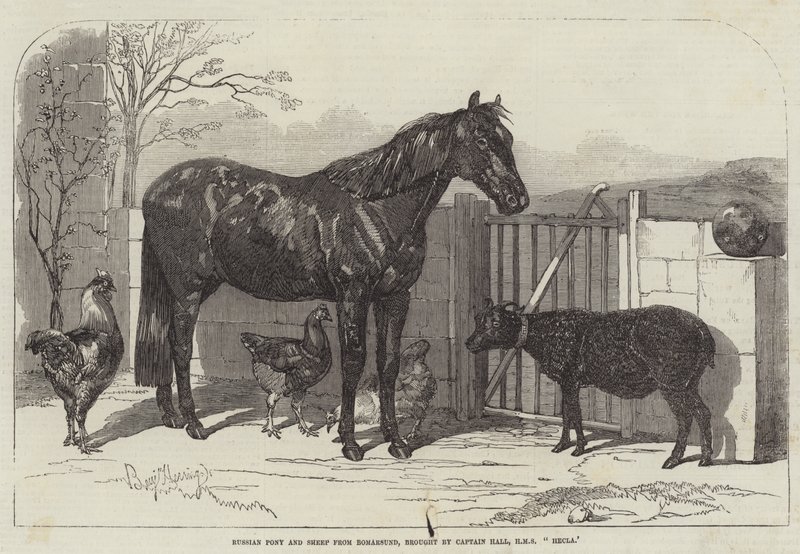 Poney russe et moutons de Bomarsund, apportés par le capitaine Hall, HMS Hecla - Benjamin Herring