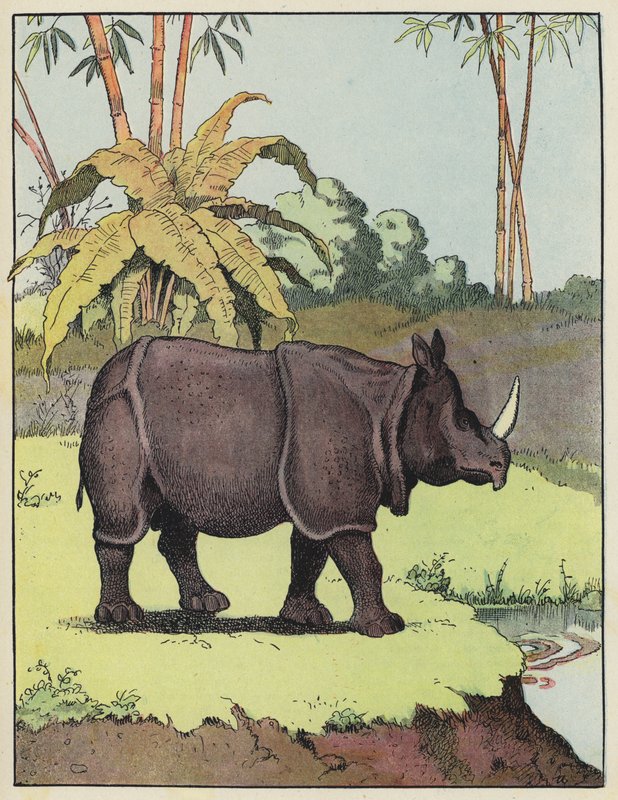 Rhinocéros indien - Benjamin Rabier