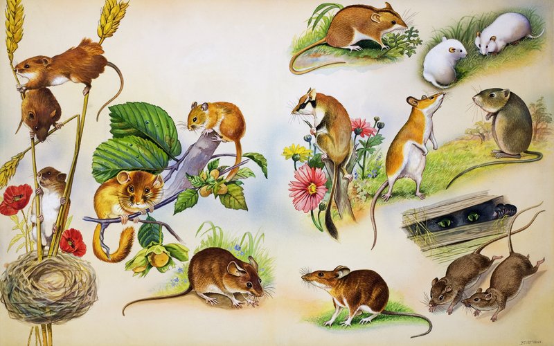 Souris (gouache sur papier) - Bert Illoss