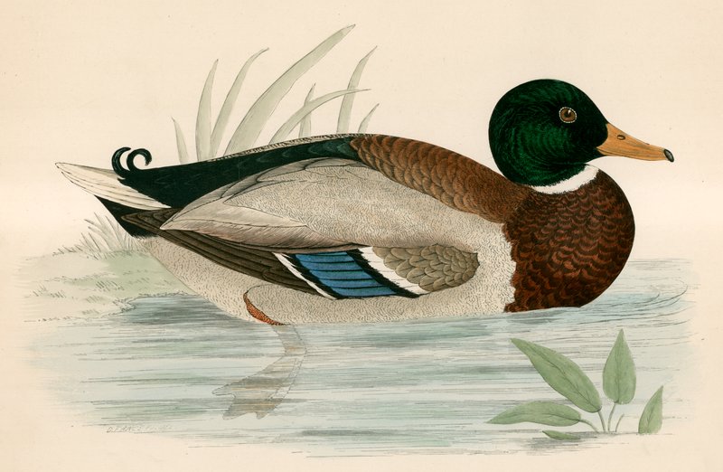 Canard colvert - Beverley R. Morris