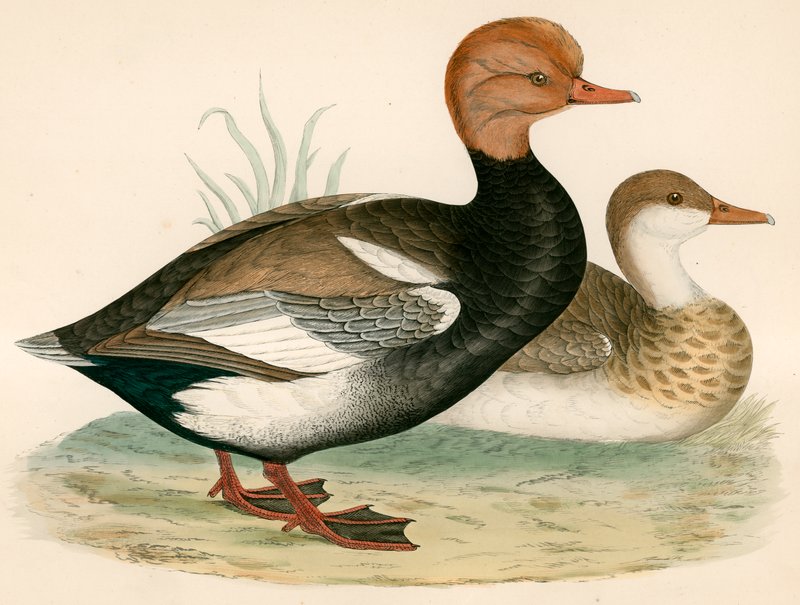 Canard siffleur à crête rouge - Beverley R. Morris