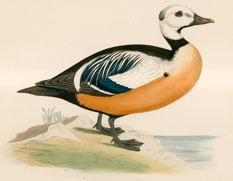Canard de Steller - Beverley R. Morris