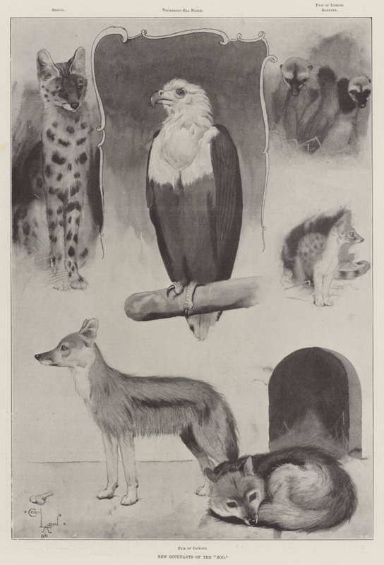 Nouveaux occupants du zoo - Cecil Charles Windsor Aldin