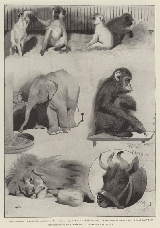 Quelques membres de la ménagerie Barnum et Bailey à Olympia - Cecil Charles Windsor Aldin