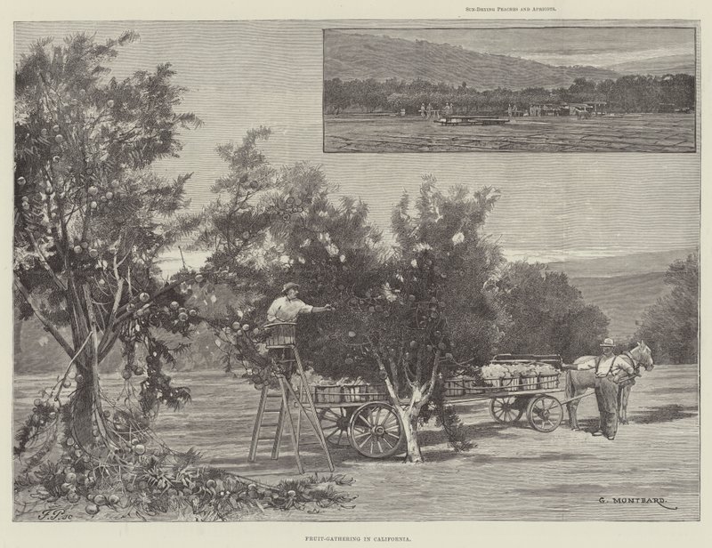 Récolte de fruits en Californie - Charles Auguste Loye
