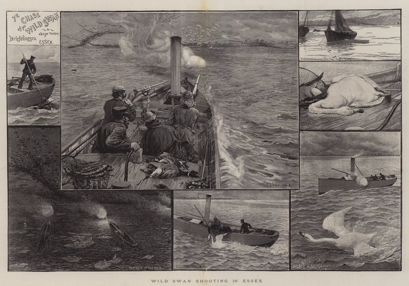 Chasse au cygne sauvage dans l