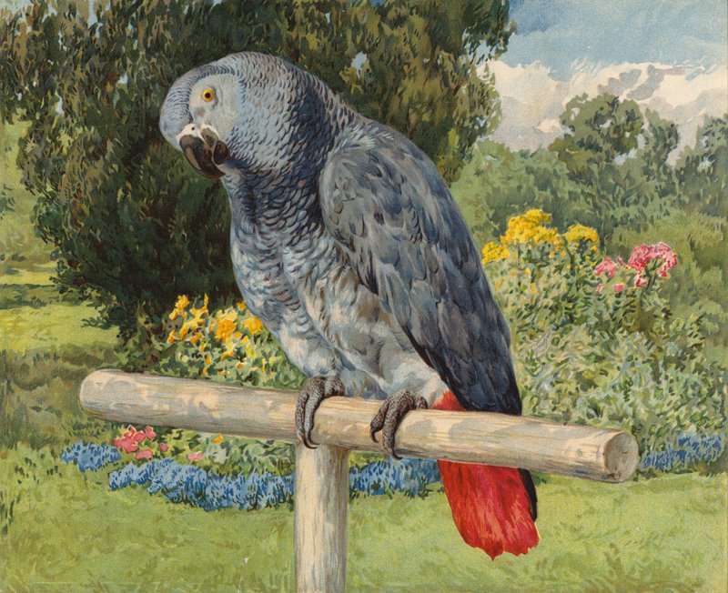 Perroquet gris (chromolithographie) - Charles Collins