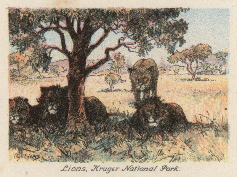Afrique du Sud : Lions, Parc national Kruger - Charles Ernest Peers