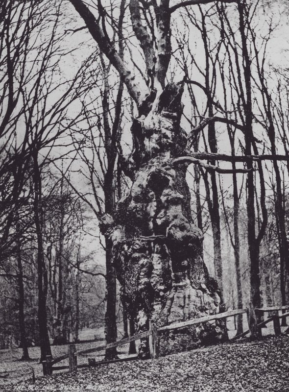 Le Vieux Chêne, Knole Park (photo n/b) - Charles Essenhigh Corke