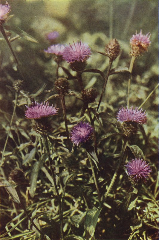 Fleurs sauvages : Centaurée noire - Charles Essenhigh Corke