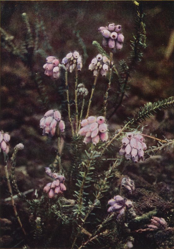 Fleurs sauvages : Bruyère à Quatre Angles - Charles Essenhigh Corke