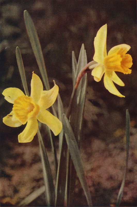 Fleurs sauvages : Jonquille - Charles Essenhigh Corke