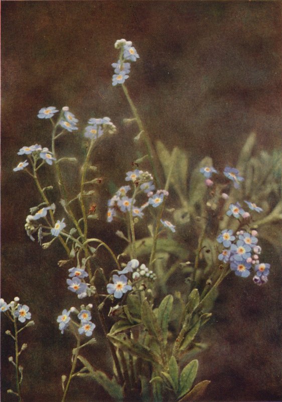 Fleurs sauvages : Myosotis - Charles Essenhigh Corke
