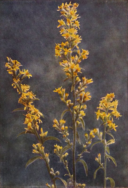 Fleurs sauvages : Verge d