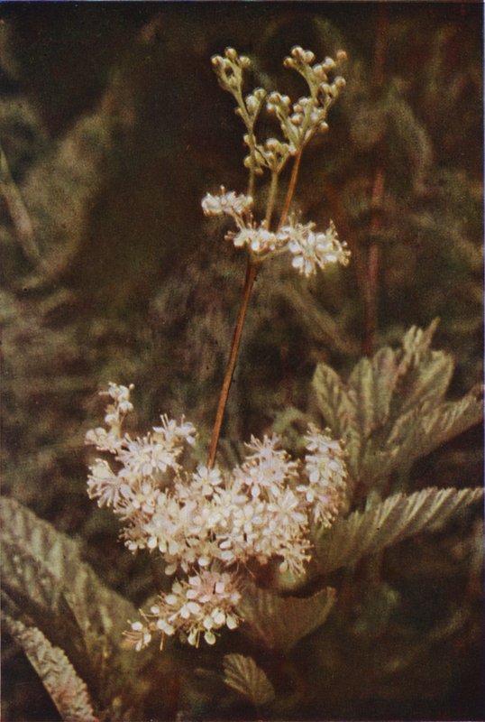 Fleurs sauvages : Reine-des-prés - Charles Essenhigh Corke