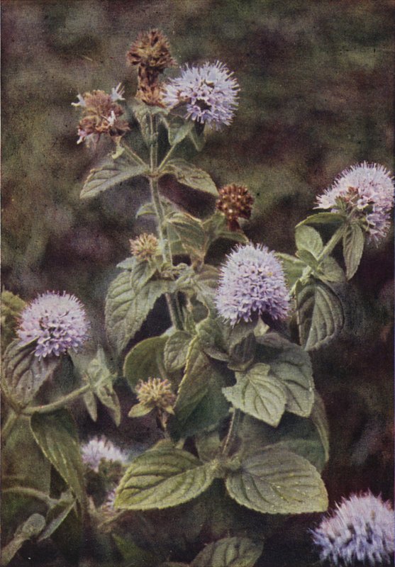 Fleurs sauvages : Menthe Poivrée - Charles Essenhigh Corke