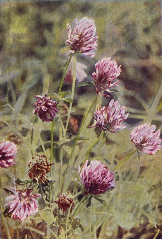 Fleurs Sauvages : Trèfle Rouge - Charles Essenhigh Corke