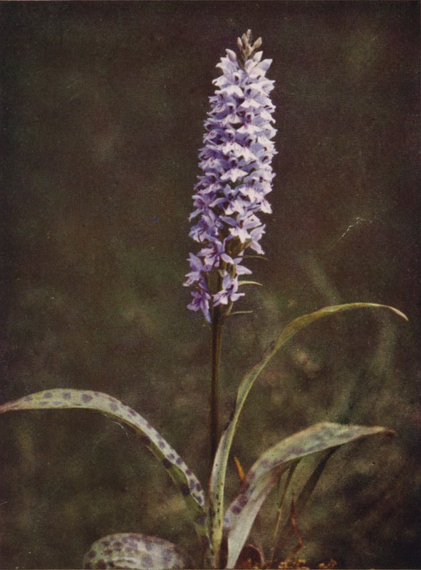 Fleurs sauvages : Orchis tacheté - Charles Essenhigh Corke