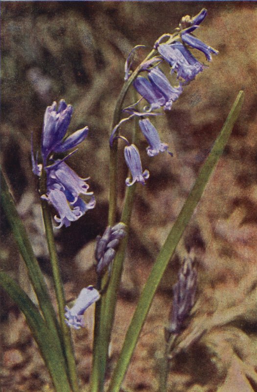 Fleurs sauvages : Jacinthe sauvage - Charles Essenhigh Corke