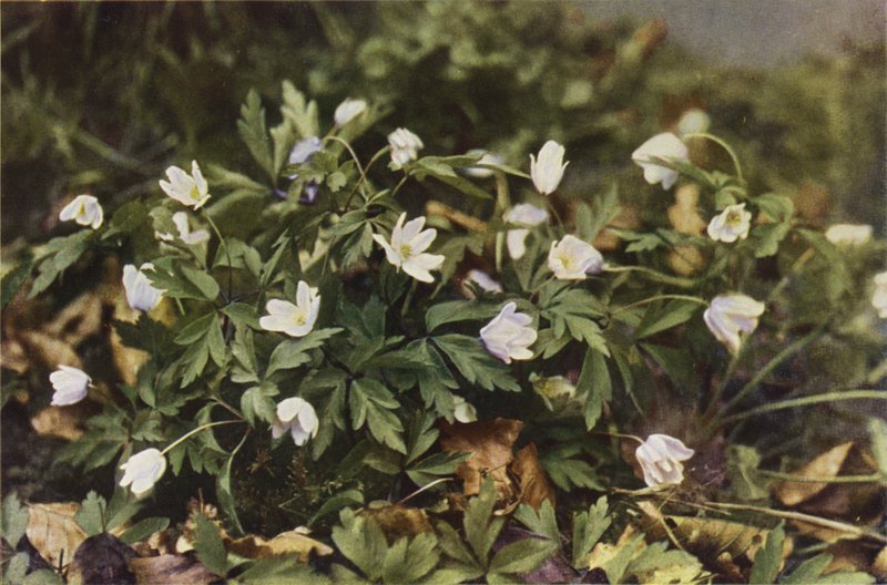 Fleurs sauvages : Anémone des Bois - Charles Essenhigh Corke