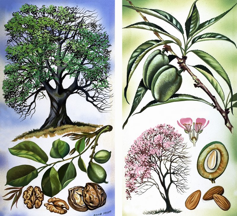 Toutes sortes de noix : Noix et amandes - David Pratt