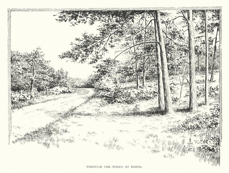 À travers les bois à Esher - Duncan Moul