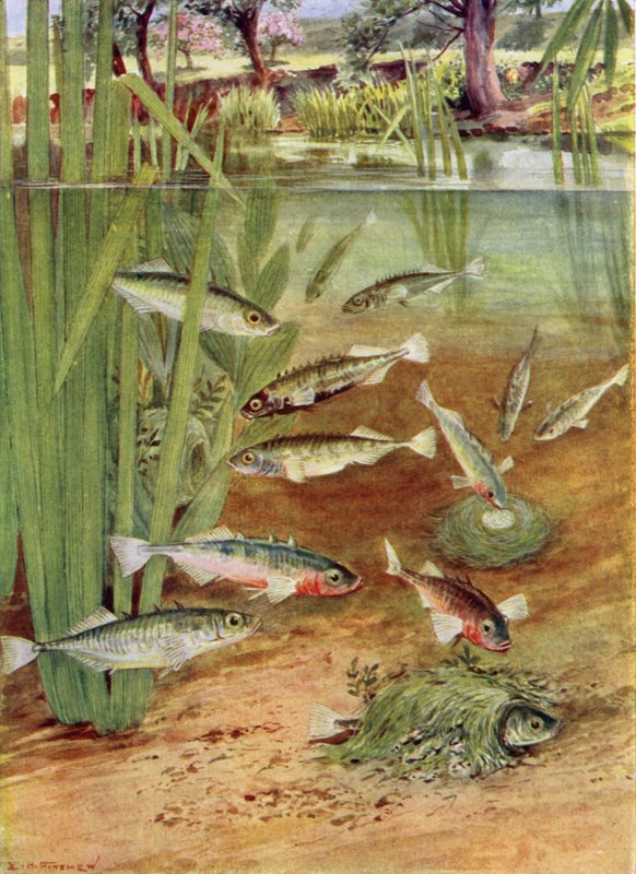 Épinoches et leurs nids - E.H. Fitchew