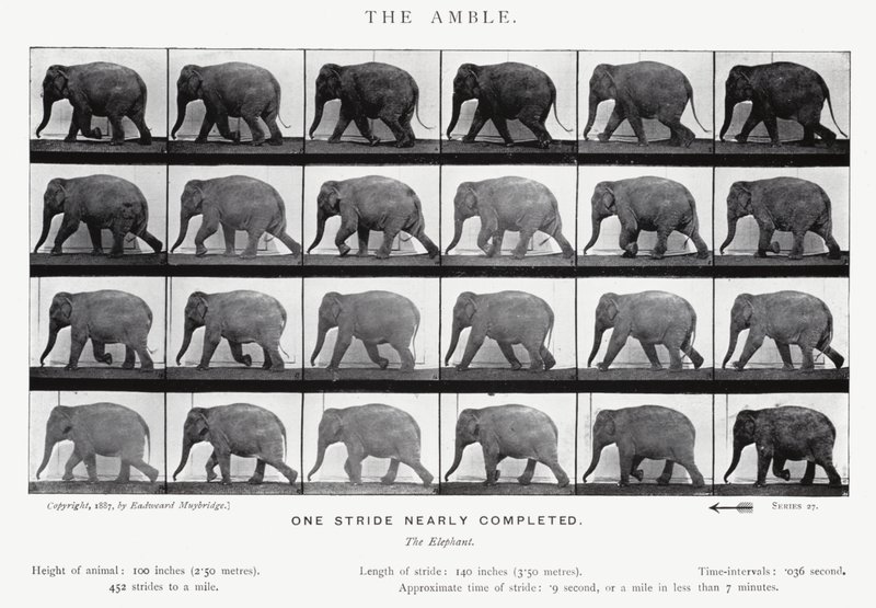 Eadweard Muybridge : L