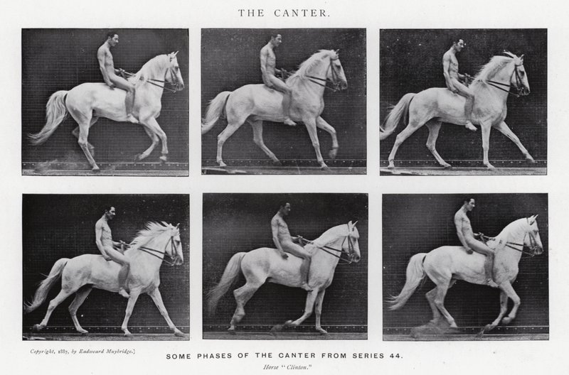 Eadweard Muybridge : Le Petit Galop - Eadweard Muybridge