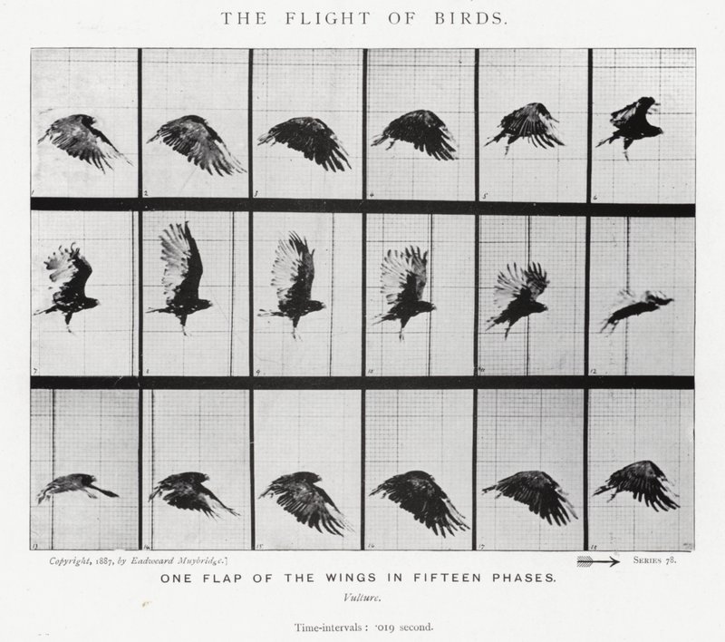 Eadweard Muybridge : Le Vol des Oiseaux - Eadweard Muybridge