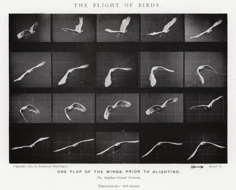 Eadweard Muybridge : Le Vol des Oiseaux (photo n/b) - Eadweard Muybridge