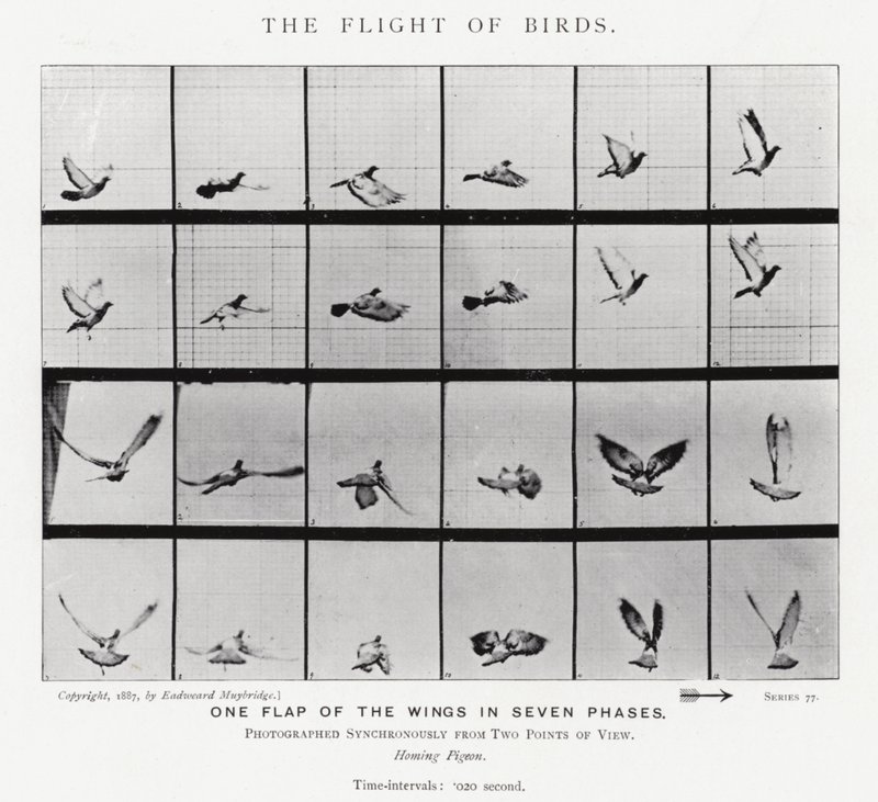 Eadweard Muybridge : Le Vol des Oiseaux (photo n/b) - Eadweard Muybridge