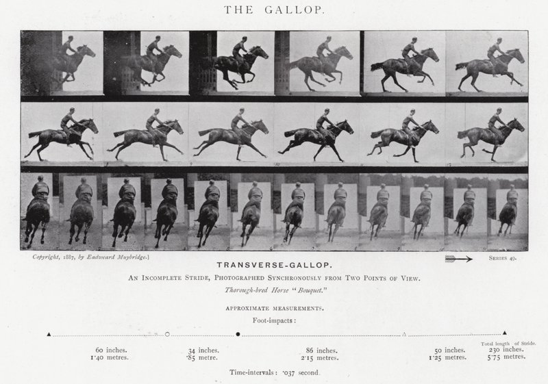 Eadweard Muybridge : Le Galop - Eadweard Muybridge