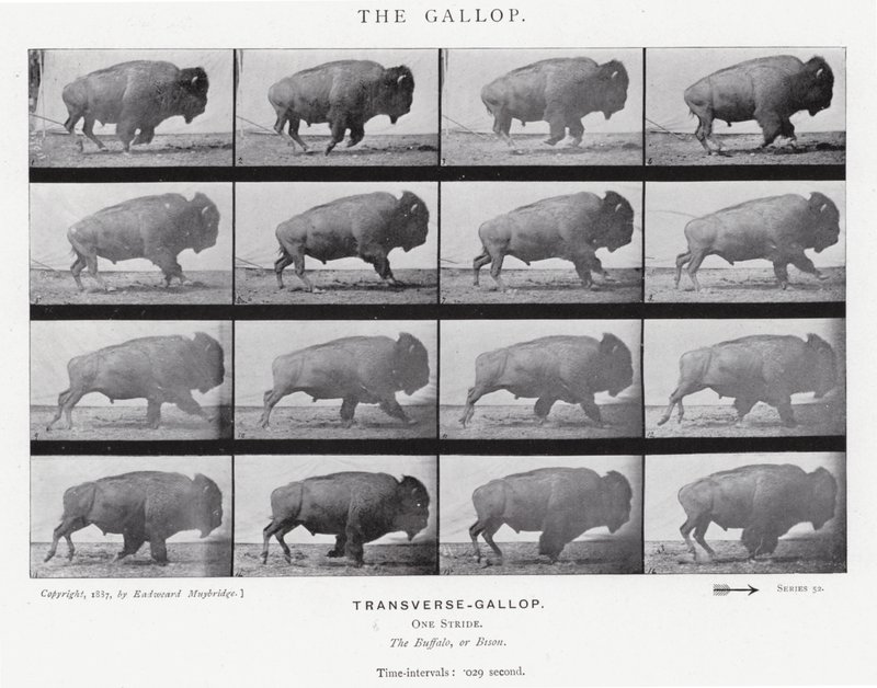 Eadweard Muybridge : Le Galop - Eadweard Muybridge