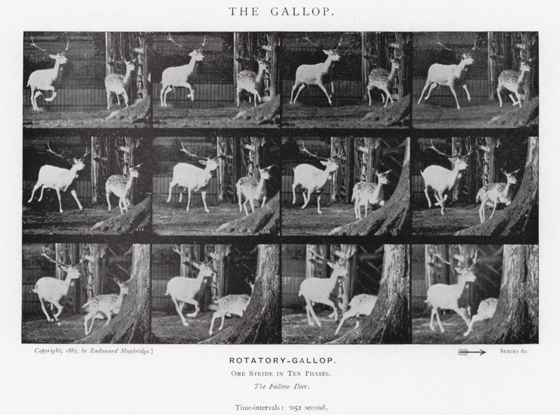 Le Galop - Eadweard Muybridge