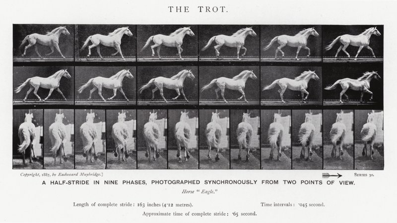 Eadweard Muybridge : Le Trot (photo n/b) - Eadweard Muybridge