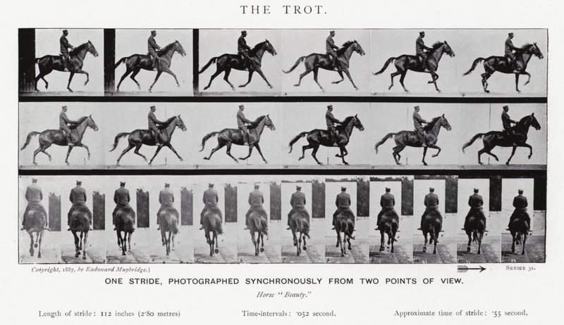 Eadweard Muybridge : Le Trot (photo n/b) - Eadweard Muybridge