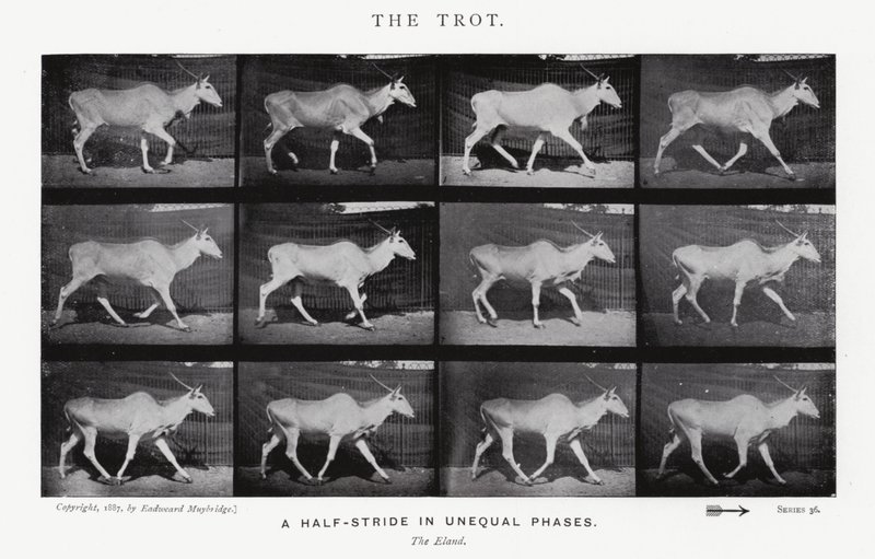 Eadweard Muybridge : Le Trot (photo n/b) - Eadweard Muybridge