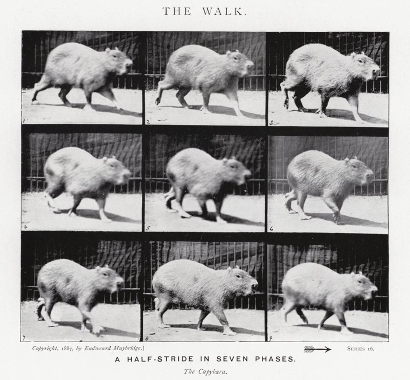 Eadweard Muybridge : La Marche - Eadweard Muybridge