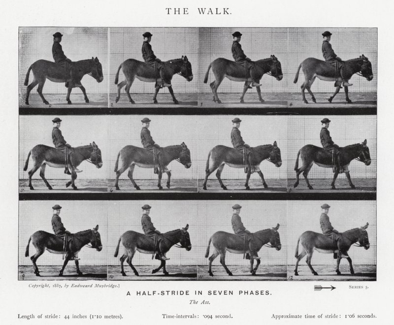 Eadweard Muybridge : La Marche (photo n/b) - Eadweard Muybridge