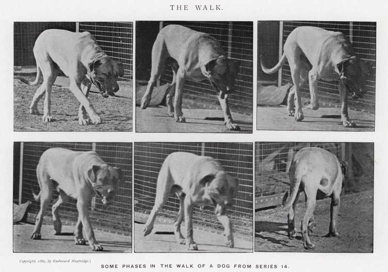 La Marche - Eadweard Muybridge