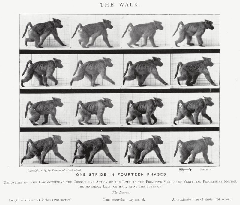 La Marche - Eadweard Muybridge